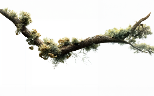 Understanding the Mechanisms of Cutaneous Aging