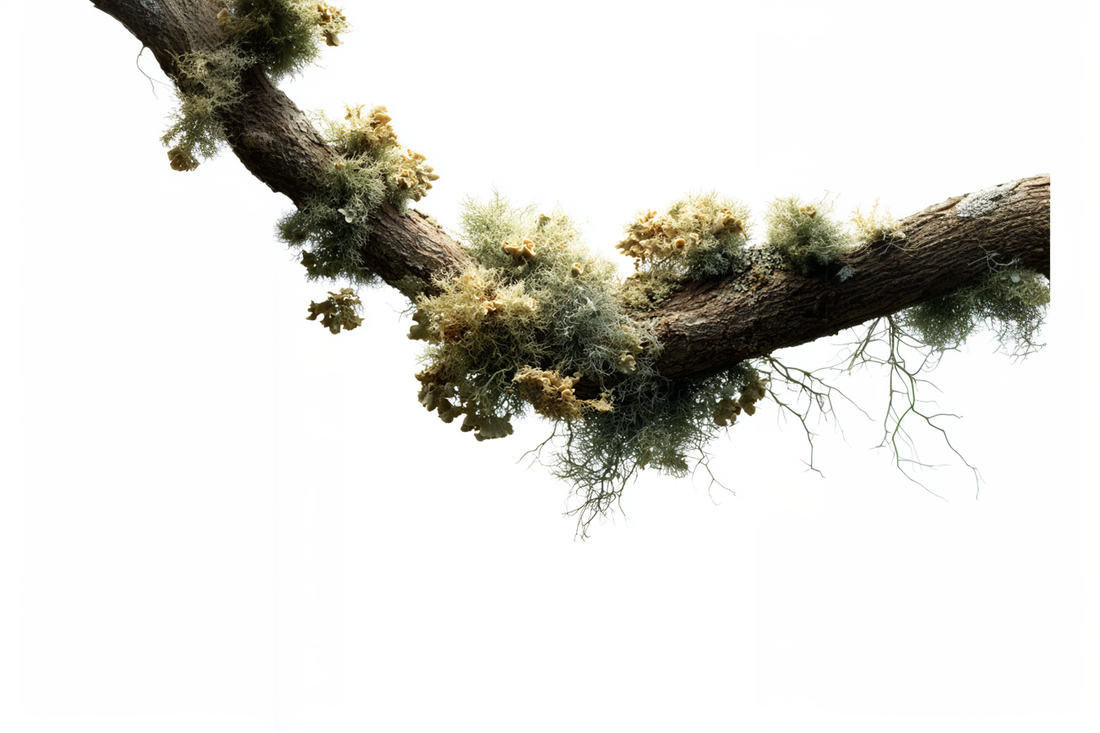 Guide for acne-prone skin