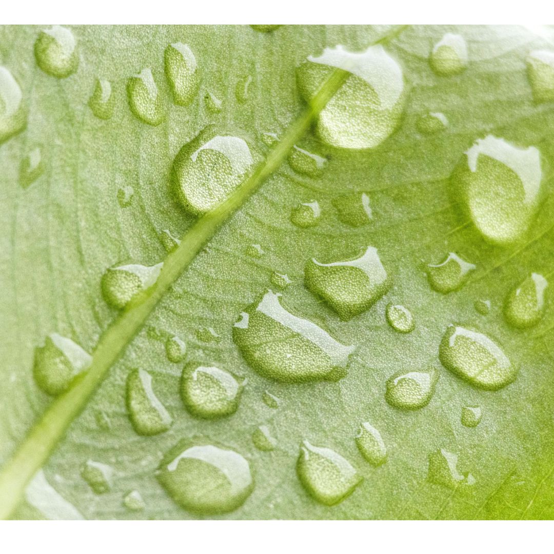 Extrait Botanique Naturel