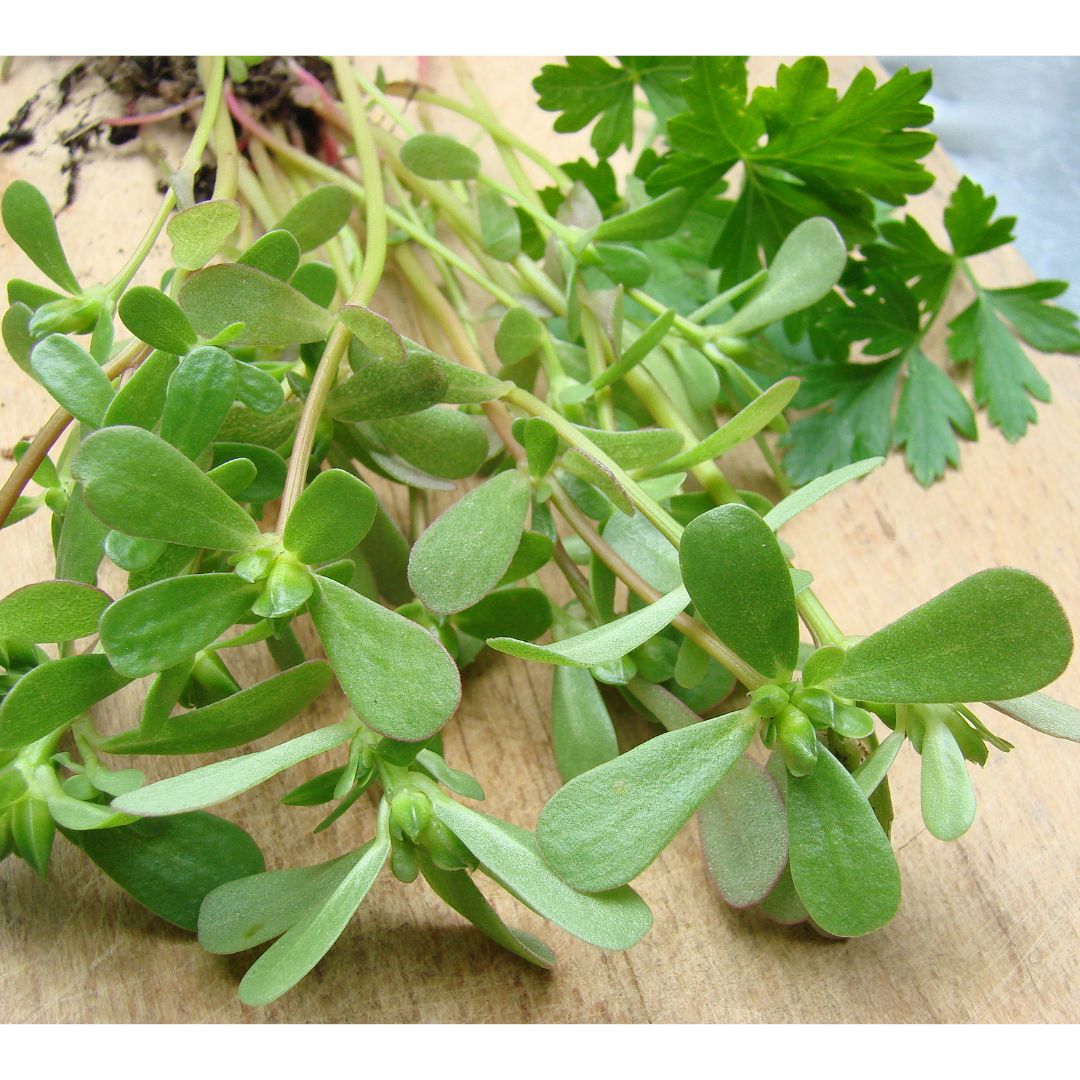 Portulaca Oleracea Extract