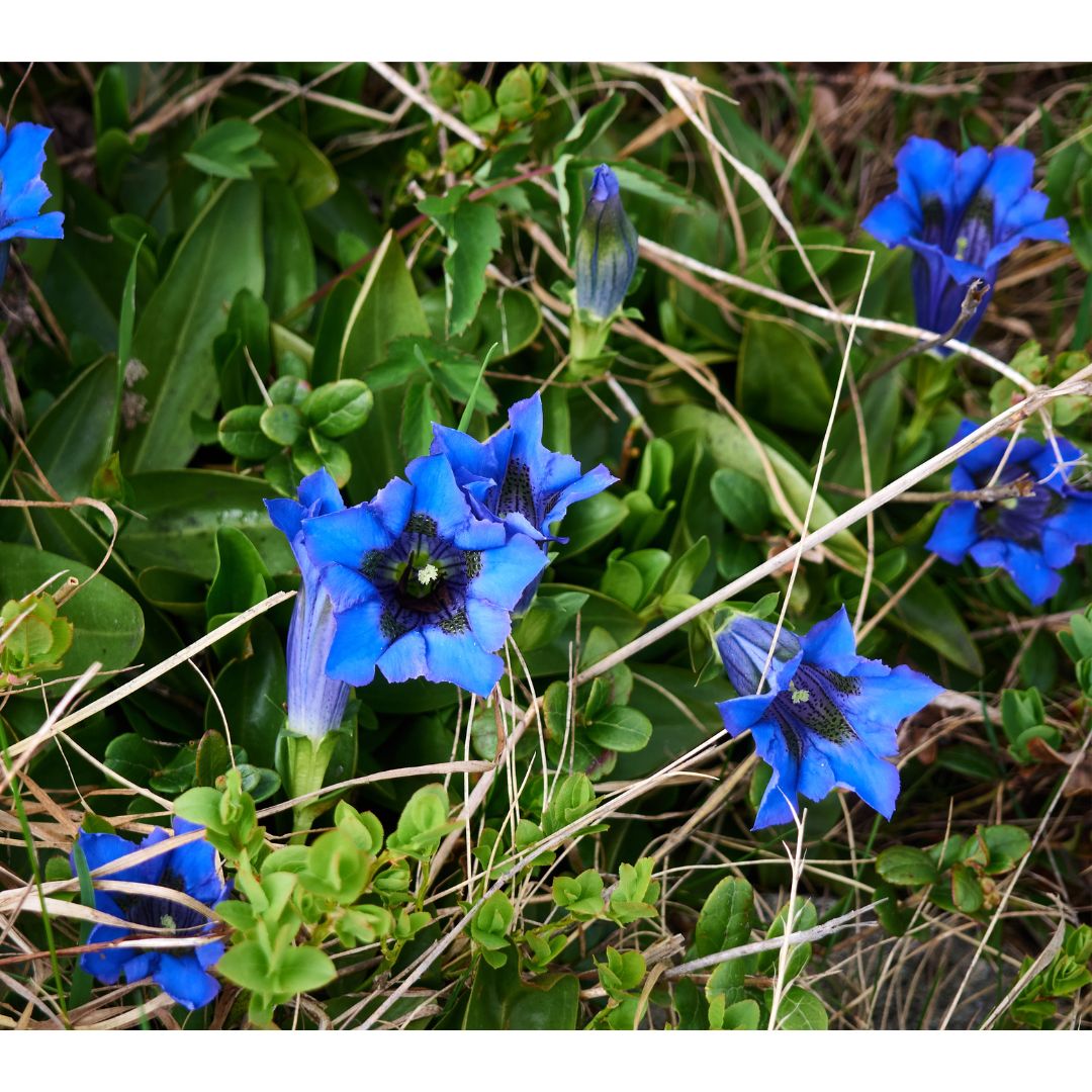 Gentiana Scabra Extract