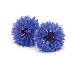 Eau de bleuet