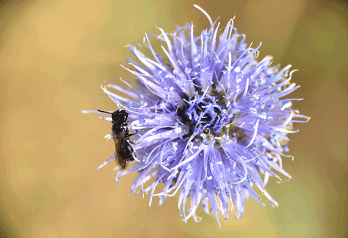 What is Globularia Cordifolia?