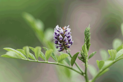 Origin of licorice