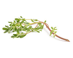 PORTULACA OLERACEA EXTRACT