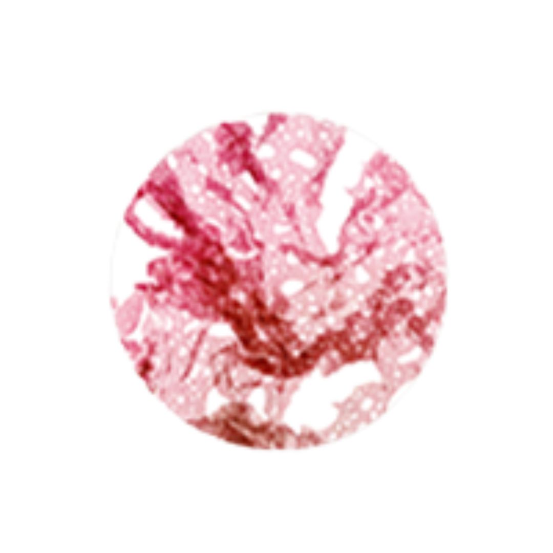 Red Algae