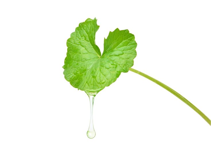 Extrait de feuille de Centella Asiatica :