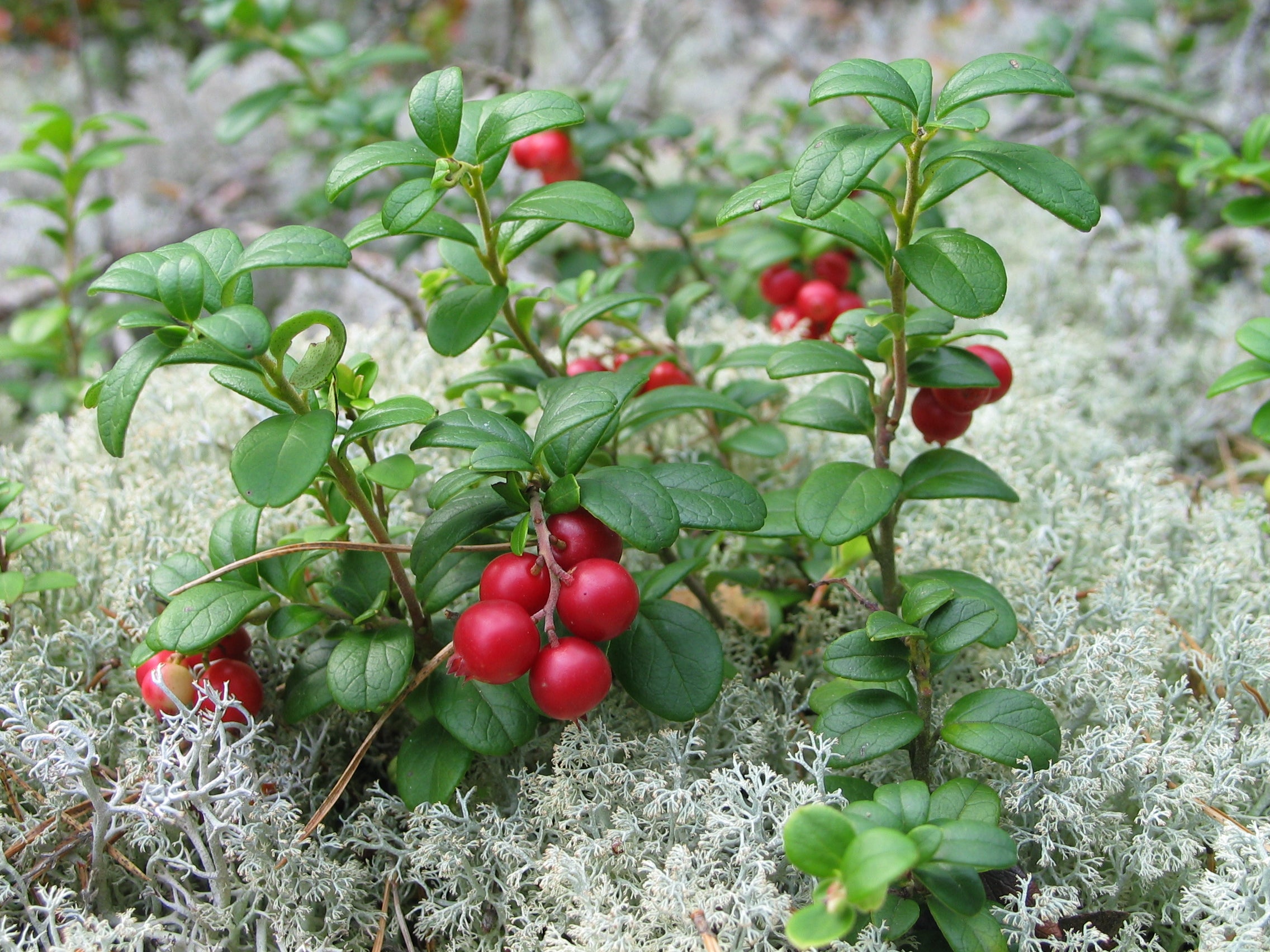 Baies sauvages et extraits naturels de plantes de l'Arctique