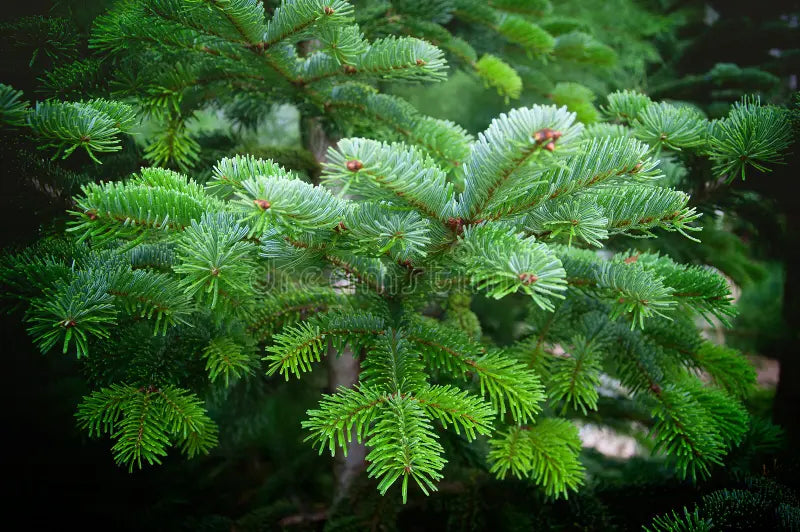 Extrait de feuille de Picea Excelsa