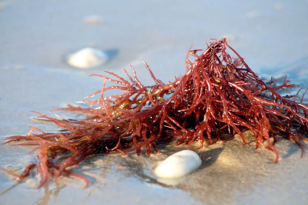Red Algae