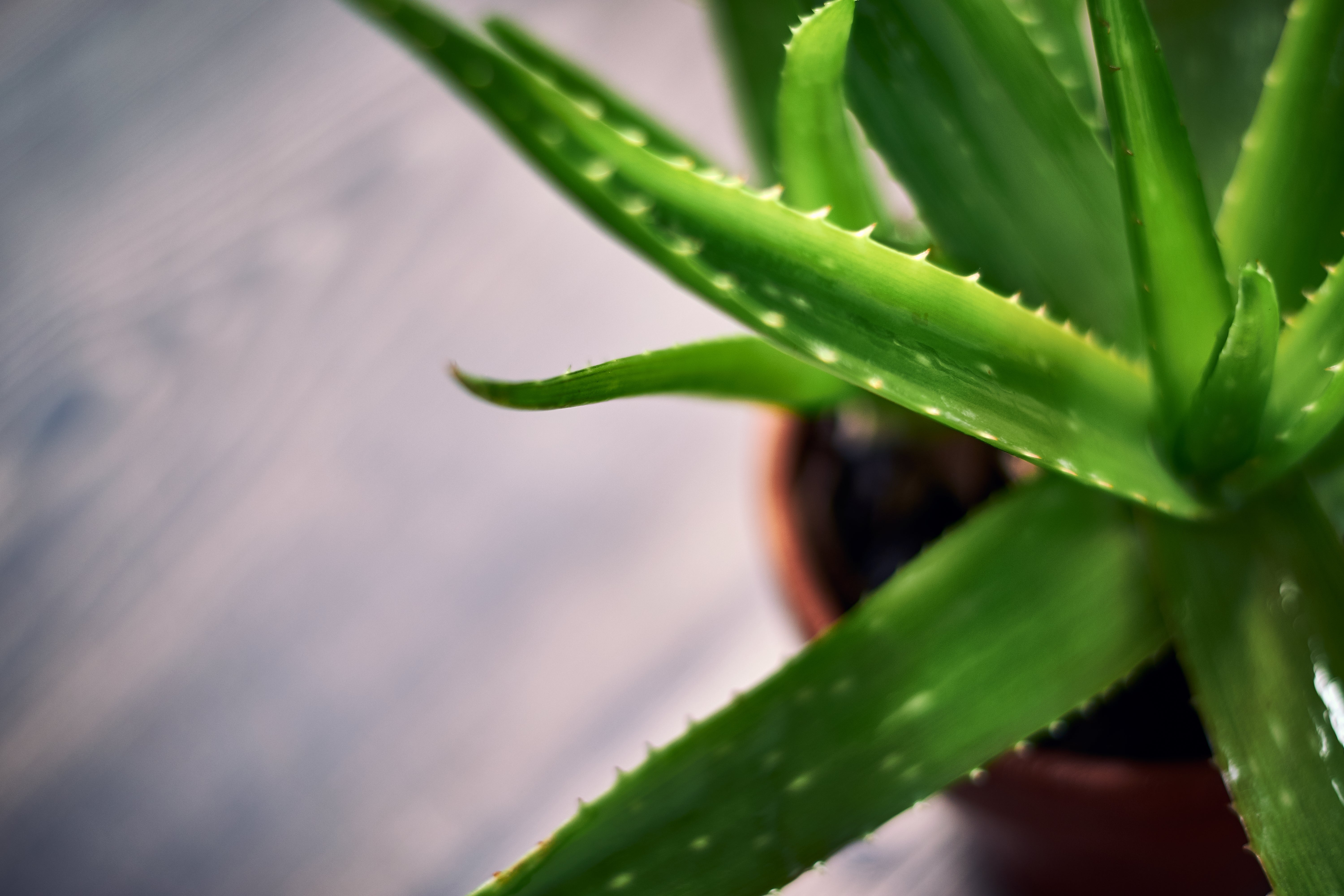 Aloe Extract