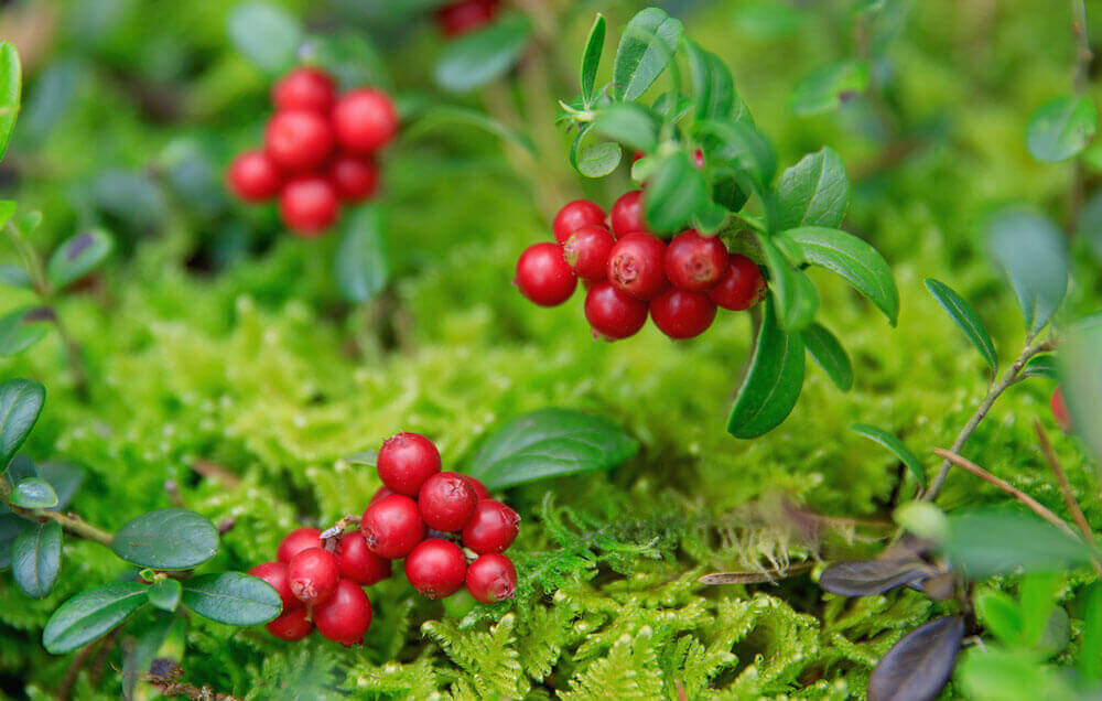 Arbutine