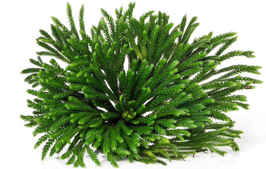 Glycosol Tréhalose