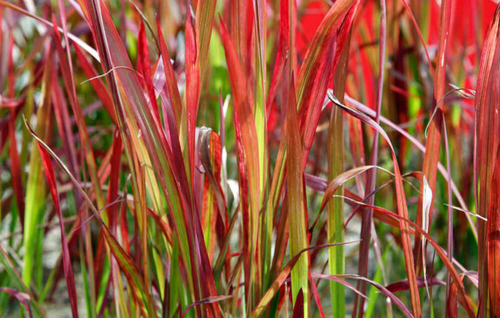 Imperata Cylindrica