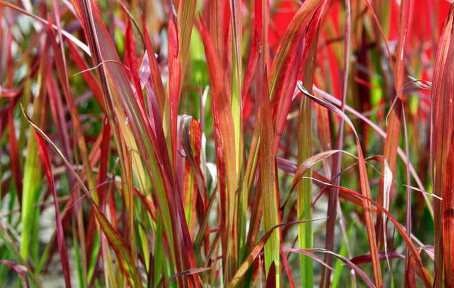 Imperata cylindrica