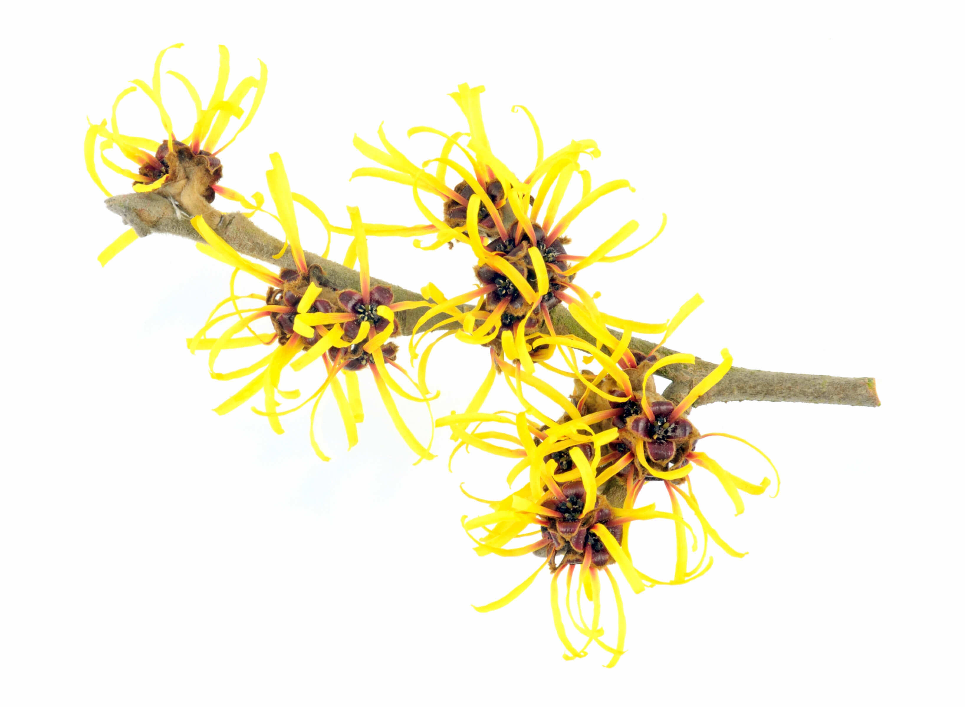 The effects of witch hazel: