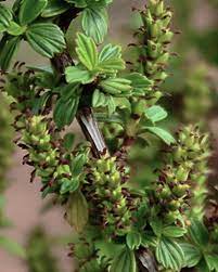 Extrait de Myrothamnus Flabellifolia (plante de résurrection)