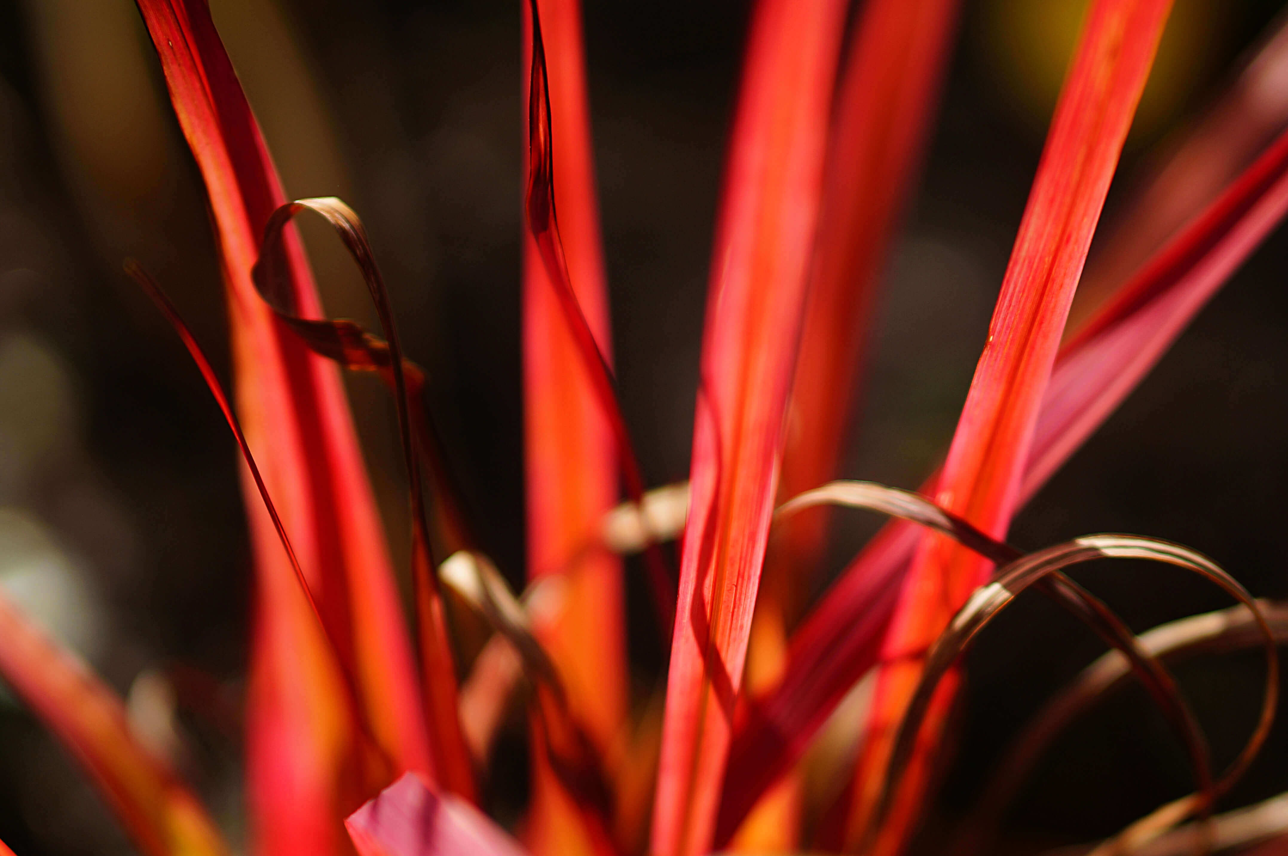 What is Imperata Cylindrica?