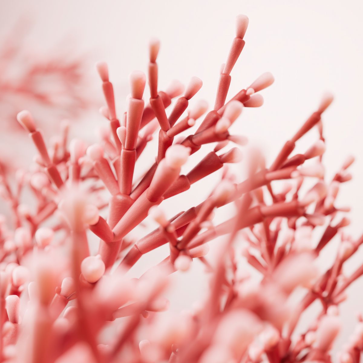 Extrait de Jania Rubens