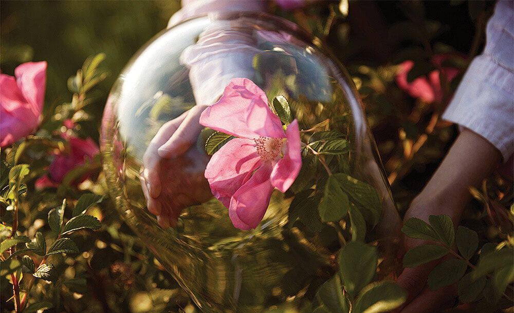 Phytofloral ®