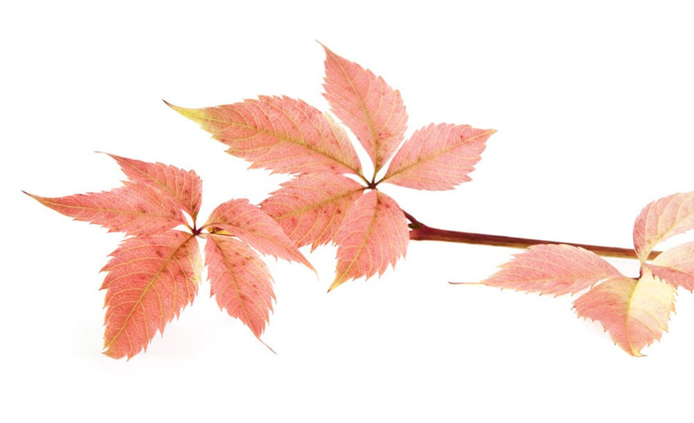 feuille de vigne rouge
