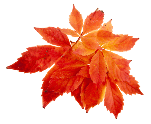 What is red vine?