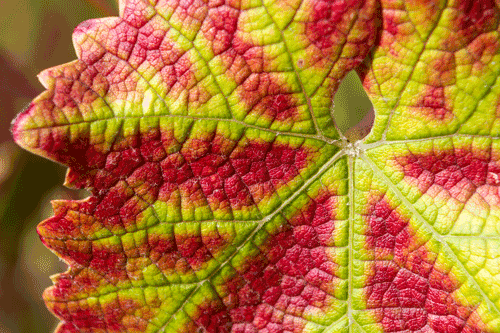 Where does red vine come from?